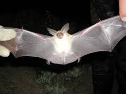 Attēlu rezultāti vaicājumam “Chiroptera”