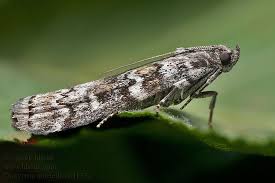 Attēlu rezultāti vaicājumam “Dioryctria abietella”