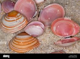 Attēlu rezultāti vaicājumam “Macoma baltica”