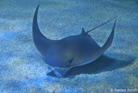 Image result for Rhinoptera bonasus