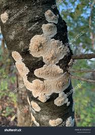 Attēlu rezultāti vaicājumam “Basidioradulum radula”