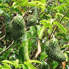 Attēlu rezultāti vaicājumam “Galium schultesii fruit”