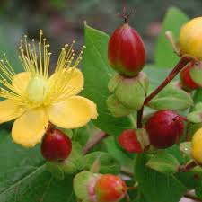 Image result for Johanniskraut