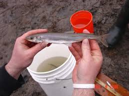 Image result for Osmerus mordax