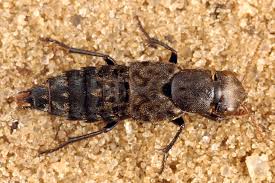 Attēlu rezultāti vaicājumam “Ontholestes murinus”