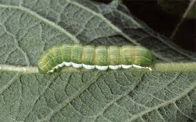 Attēlu rezultāti vaicājumam “Orthosia gothica”