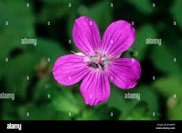Attēlu rezultāti vaicājumam “Geranium palustre flower”