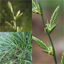 Attēlu rezultāti vaicājumam “Lolium perenne”