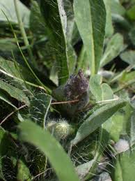 Attēlu rezultāti vaicājumam “Pilosella officinarum leaf”