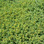 Attēlu rezultāti vaicājumam “Trifolium aureum leaf”