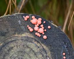 Attēlu rezultāti vaicājumam “Lycogala roseosporum macro”