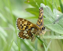 Attēlu rezultāti vaicājumam “Hamearis lucina”