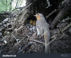 Attēlu rezultāti vaicājumam “Erithacus rubecula nest”