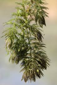 Attēlu rezultāti vaicājumam “Ceratophyllaceae”