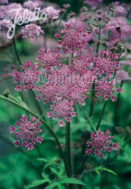 Image result for Heracleum sphondylium