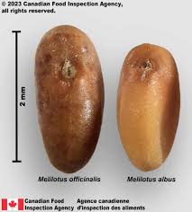Attēlu rezultāti vaicājumam “Melilotus albus fruit”