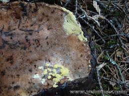 Attēlu rezultāti vaicājumam “Hypocrea pulvinata”