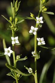 Attēlu rezultāti vaicājumam “Thesium alpinum”
