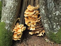 Attēlu rezultāti vaicājumam “Laetiporus sulphureus”