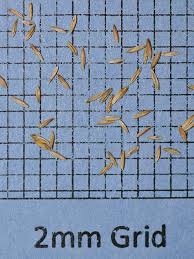 Attēlu rezultāti vaicājumam “Poa palustris”