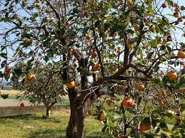 「柿の木利江」の画像検索結果