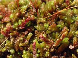 Attēlu rezultāti vaicājumam “Nardia geoscyphus”