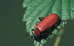 Attēlu rezultāti vaicājumam “Pyrochroa coccinea”