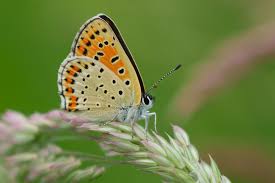 Attēlu rezultāti vaicājumam “Lycaena tityrus”