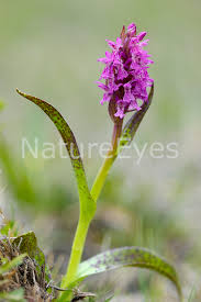 Attēlu rezultāti vaicājumam “Dactylorhiza cruenta”