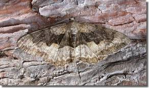 Attēlu rezultāti vaicājumam “Alcis repandata”