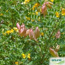 Image result for Colutea x media (arborescens x orientalis)