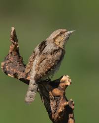 Image result for Jynx torquilla