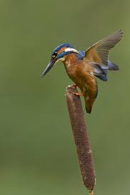 Attēlu rezultāti vaicājumam “Alcedo atthis adult”