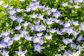 Image result for Campanula isophylla
