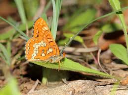 Attēlu rezultāti vaicājumam “Euphydryas maturna upperside”
