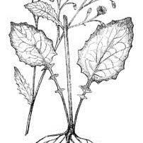 Attēlu rezultāti vaicājumam “Lapsana communis fruit”