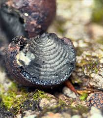 Attēlu rezultāti vaicājumam “Daldinia concentrica”