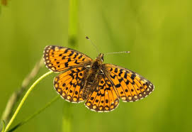 Attēlu rezultāti vaicājumam “Clossiana selene upperside”