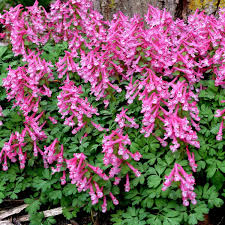 Attēlu rezultāti vaicājumam “Corydalis solida leaf”
