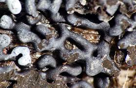 Attēlu rezultāti vaicājumam “Badhamia bethelii macro”