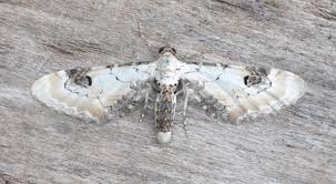 Attēlu rezultāti vaicājumam “Eupithecia centaureata”