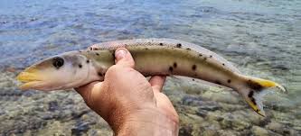 Image result for Malacanthus plumieri