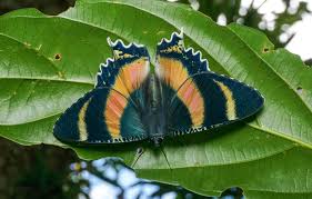 Attēlu rezultāti vaicājumam “Lepidoptera”