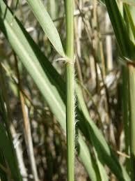 Attēlu rezultāti vaicājumam “Stemonitopsis subcaespitosa stalked”