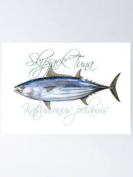 Image result for Katsuwonus pelamis