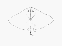 Image result for Gymnura natalensis