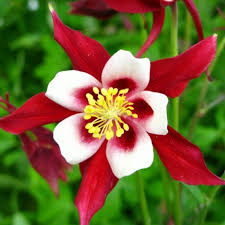 Image result for Aquilegia caerulea
