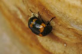 Attēlu rezultāti vaicājumam “Diaperis boleti nest”