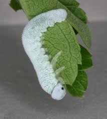 Attēlu rezultāti vaicājumam “Trichiosoma larva”