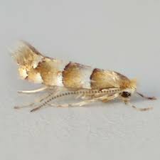 Attēlu rezultāti vaicājumam “Phyllonorycter nicellii”